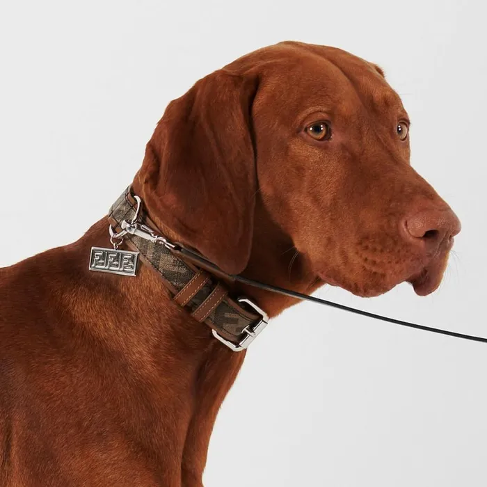 WomanMan Brown Fabric Collar Brown Fendi Pet Accessories